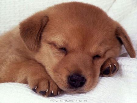 Chiot