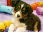 trop chou!