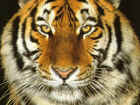 Tigre