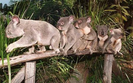 1,2,3,4,5 koalas!