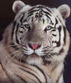 tigre blanc