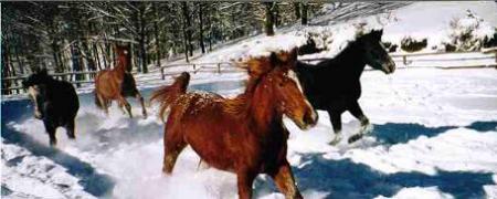 chevaux dans la neige