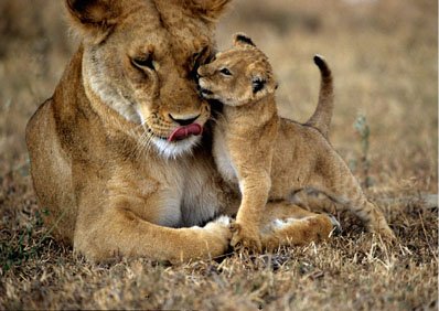 lionceau et sa mère