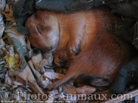 Chien de prairie